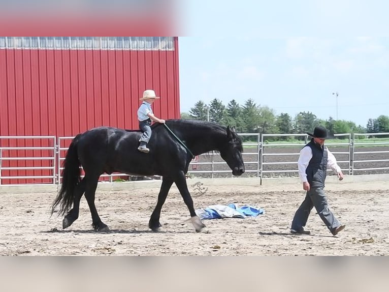 Fries paard Ruin 5 Jaar 163 cm Zwart in Great Falls