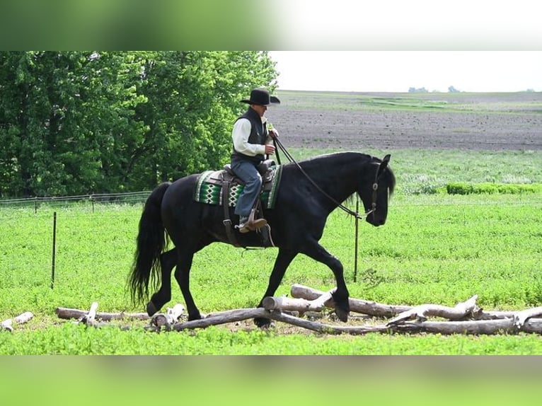 Fries paard Ruin 5 Jaar 163 cm Zwart in Great Falls