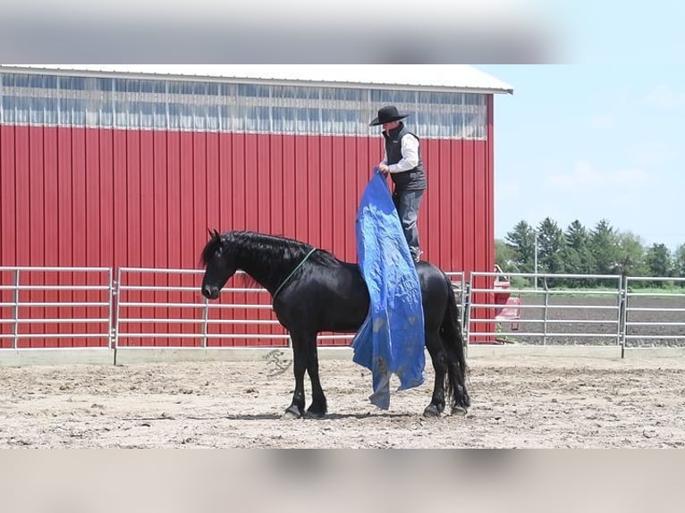 Fries paard Ruin 5 Jaar 163 cm Zwart in Great Falls