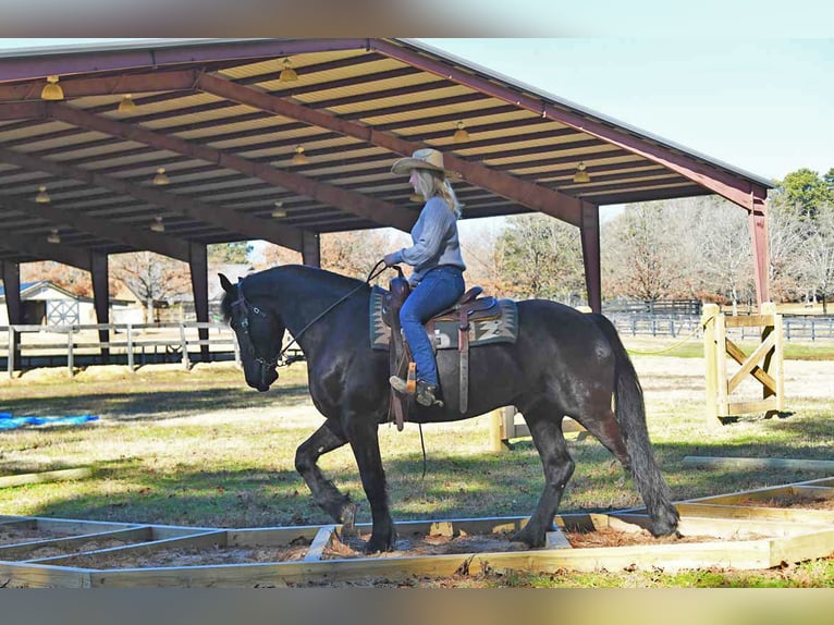 Fries paard Ruin 5 Jaar 163 cm Zwart in London