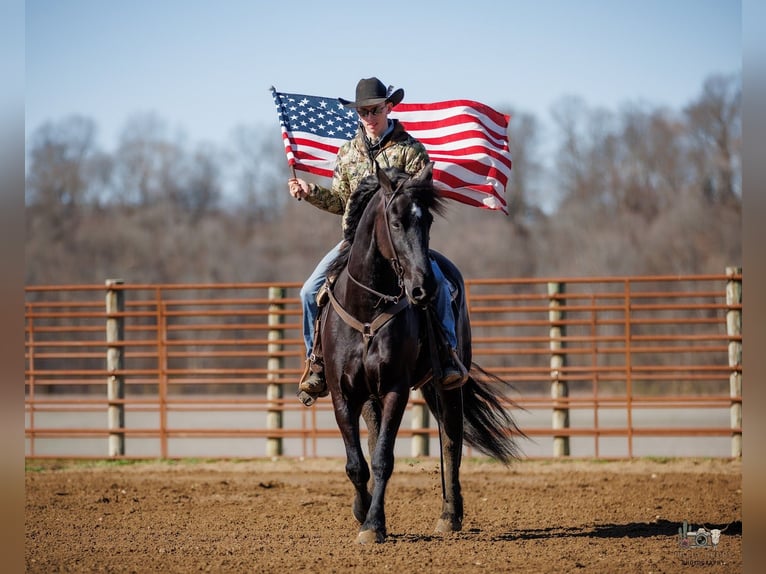 Fries paard Mix Ruin 5 Jaar 163 cm Zwart in Auburn