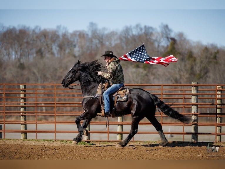 Fries paard Mix Ruin 5 Jaar 163 cm Zwart in Auburn