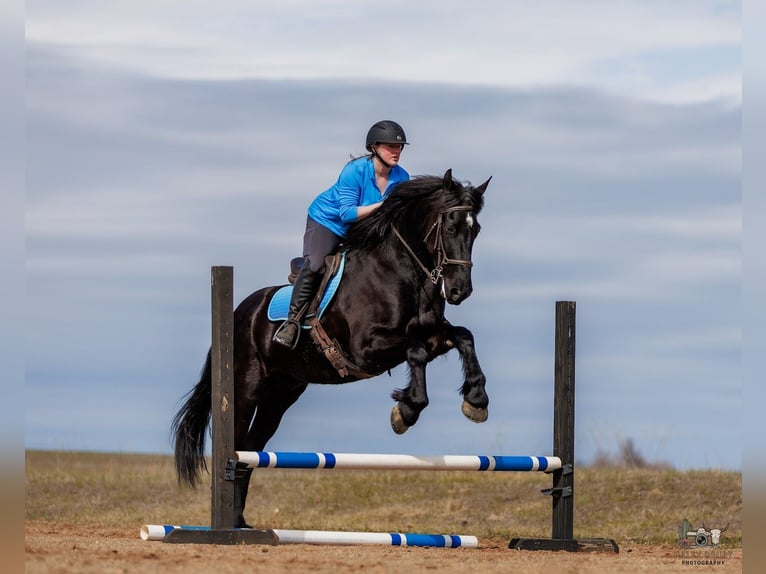 Fries paard Mix Ruin 5 Jaar 163 cm Zwart in Auburn