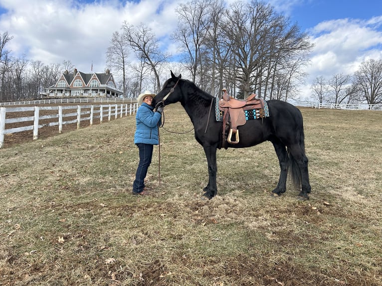 Fries paard Ruin 5 Jaar 163 cm Zwart in Street, MD