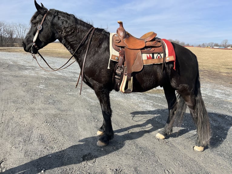 Fries paard Ruin 5 Jaar 163 cm Zwart in Street, MD