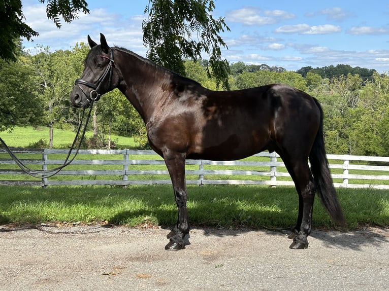 Fries paard Ruin 5 Jaar 163 cm Zwart in Street, MD