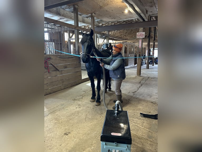 Fries paard Ruin 5 Jaar 163 cm Zwart in Street, MD