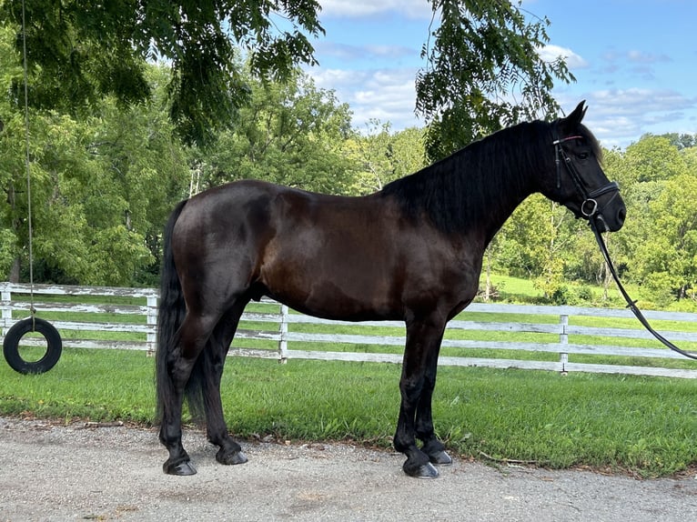 Fries paard Ruin 5 Jaar 163 cm Zwart in Street, MD