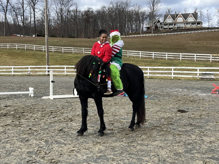 Fries paard Ruin 5 Jaar 163 cm Zwart in Street, MD