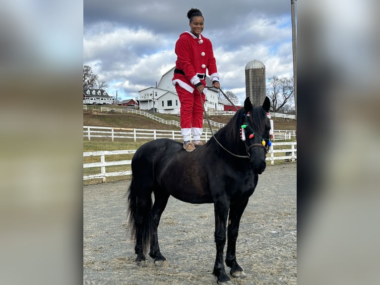 Fries paard Ruin 5 Jaar 163 cm Zwart in Street, MD