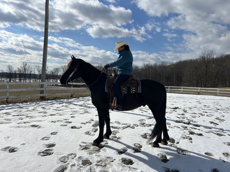 Fries paard Ruin 5 Jaar 163 cm Zwart in Street, MD