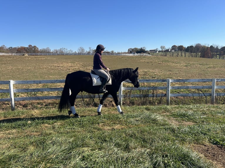 Fries paard Ruin 5 Jaar 163 cm Zwart in Street, MD