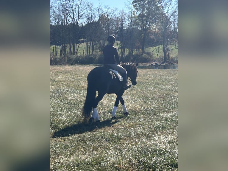 Fries paard Ruin 5 Jaar 163 cm Zwart in Street, MD