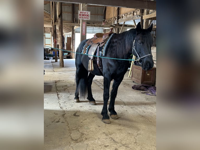 Fries paard Ruin 5 Jaar 163 cm Zwart in Street, MD