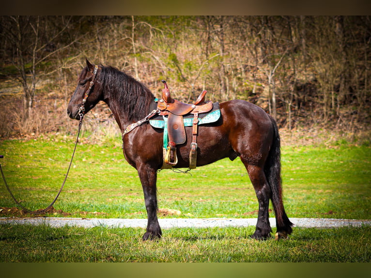 Fries paard Ruin 5 Jaar 163 cm Zwart in Flemingsburg, KY