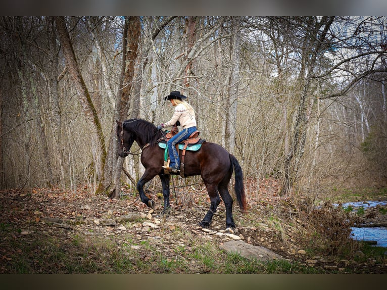 Fries paard Ruin 5 Jaar 163 cm Zwart in Flemingsburg, KY