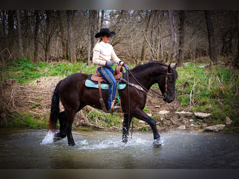 Fries paard Ruin 5 Jaar 163 cm Zwart in Flemingsburg, KY