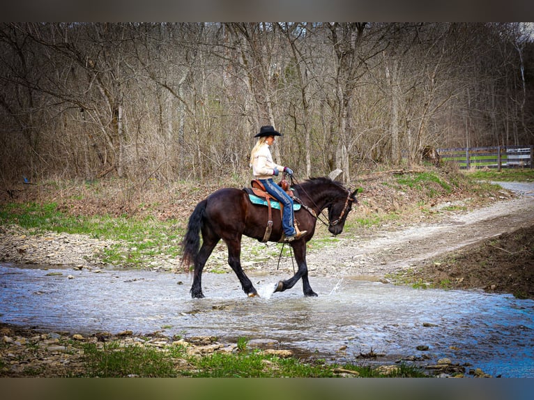 Fries paard Ruin 5 Jaar 163 cm Zwart in Flemingsburg, KY