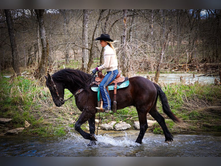 Fries paard Ruin 5 Jaar 163 cm Zwart in Flemingsburg, KY