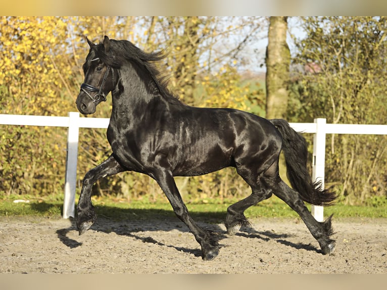 Fries paard Ruin 5 Jaar 164 cm Zwart in Britswert