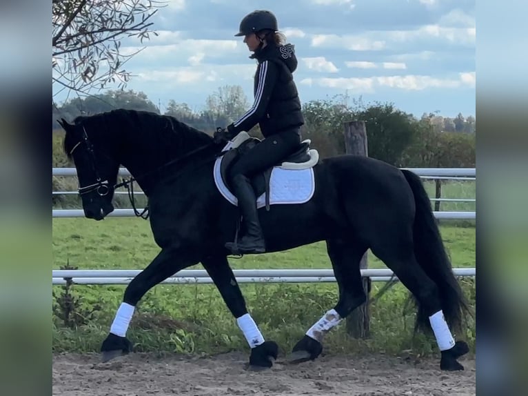 Fries paard Ruin 5 Jaar 164 cm Zwart in Leer (Ostfriesland)