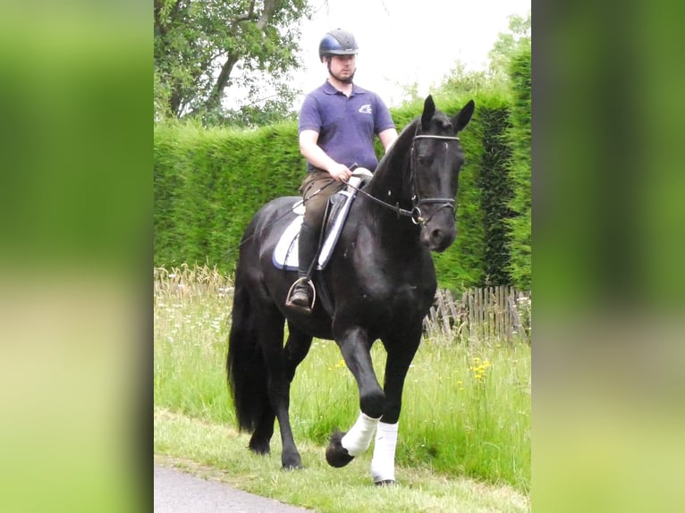 Fries paard Mix Ruin 5 Jaar 164 cm Zwart in Dorsten