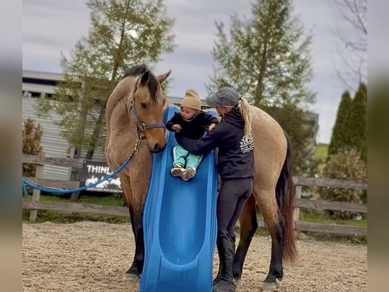 Fries paard Mix Ruin 5 Jaar 165 cm Buckskin in Gap