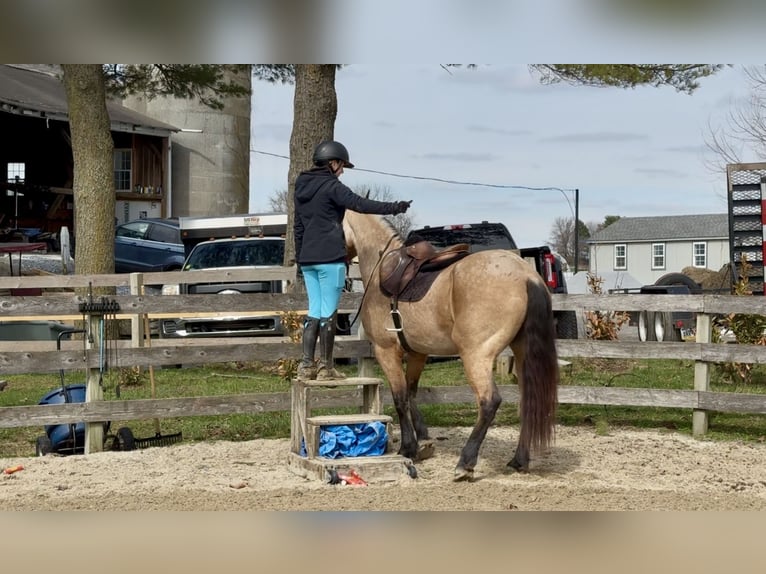 Fries paard Mix Ruin 5 Jaar 165 cm Buckskin in Gap