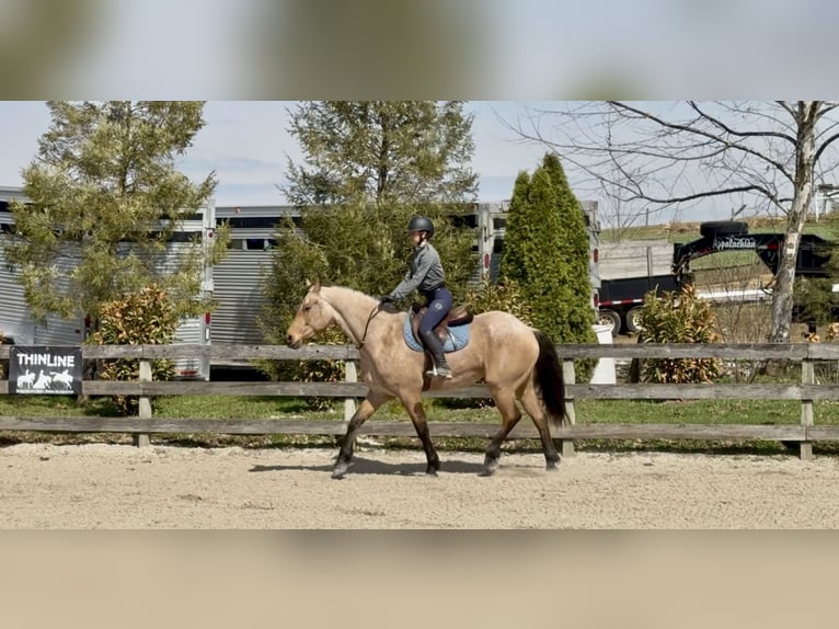 Fries paard Mix Ruin 5 Jaar 165 cm Buckskin in Gap