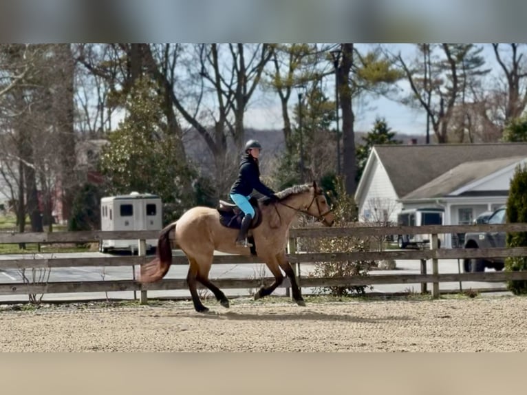 Fries paard Mix Ruin 5 Jaar 165 cm Buckskin in Gap
