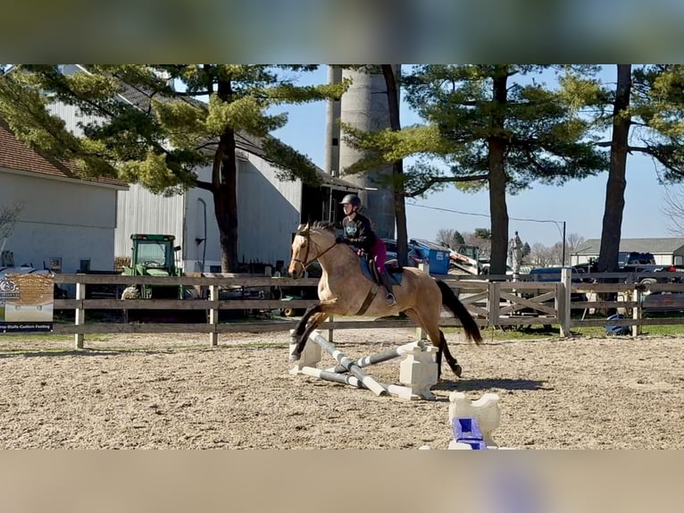 Fries paard Mix Ruin 5 Jaar 165 cm Buckskin in Gap