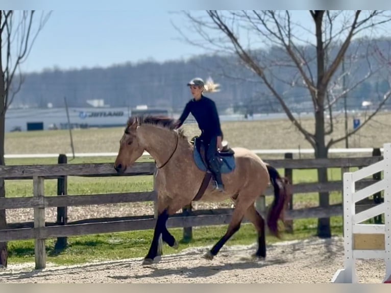 Fries paard Mix Ruin 5 Jaar 165 cm Buckskin in Gap