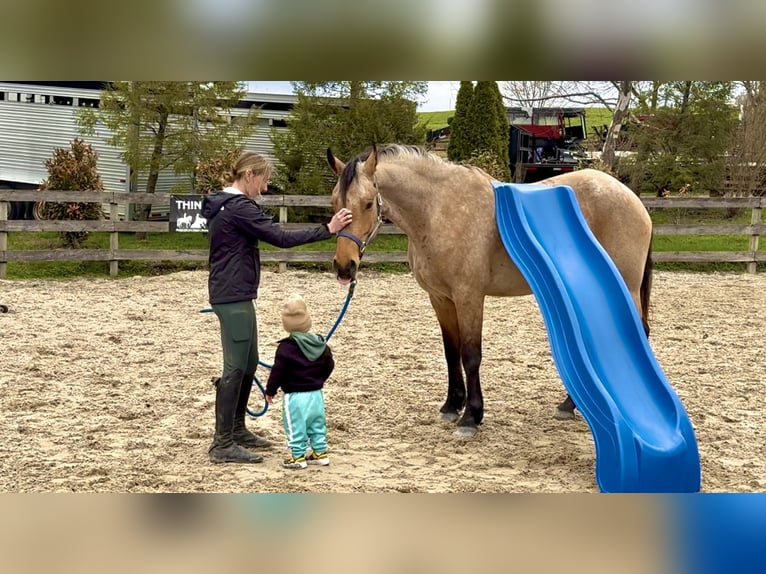 Fries paard Mix Ruin 5 Jaar 165 cm Buckskin in Gap