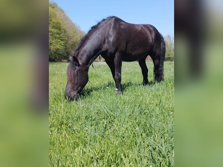 Fries paard Mix Ruin 5 Jaar 165 cm  in Flammersfeld