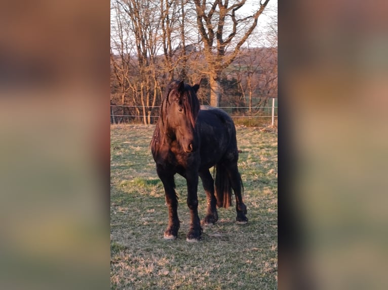 Fries paard Mix Ruin 5 Jaar 165 cm  in Flammersfeld