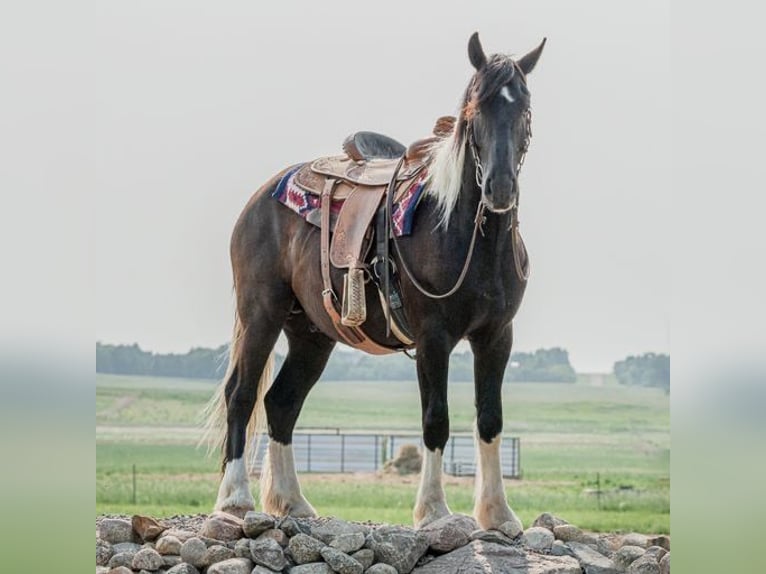Fries paard Ruin 5 Jaar 165 cm Tobiano-alle-kleuren in Bismark ND