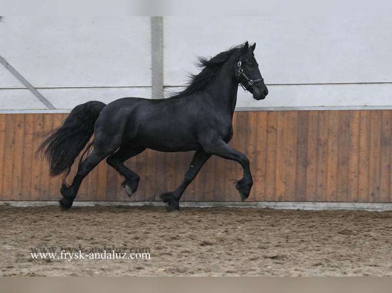 Fries paard Ruin 5 Jaar 165 cm Zwart in Mijnsheerenland