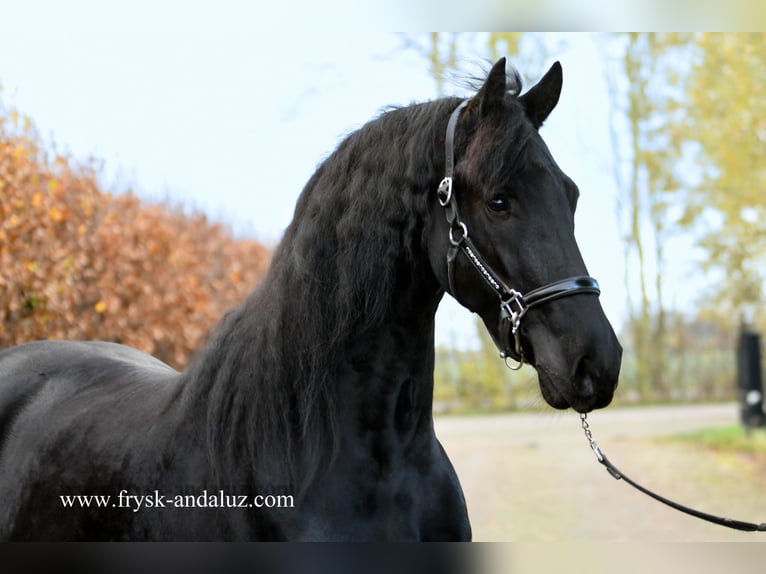 Fries paard Ruin 5 Jaar 165 cm Zwart in Mijnsheerenland