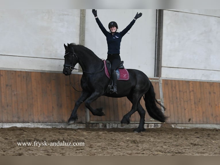 Fries paard Ruin 5 Jaar 165 cm Zwart in Mijnsheerenland