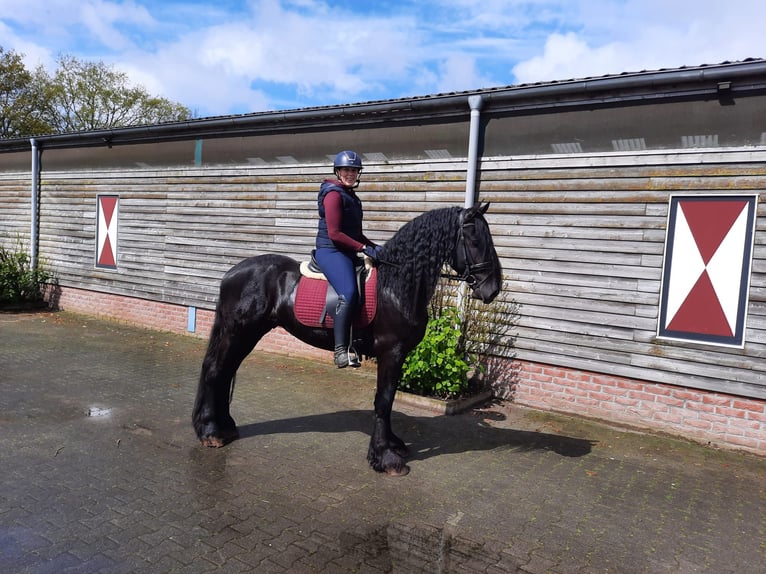 Fries paard Ruin 5 Jaar 166 cm Zwart in Dalen