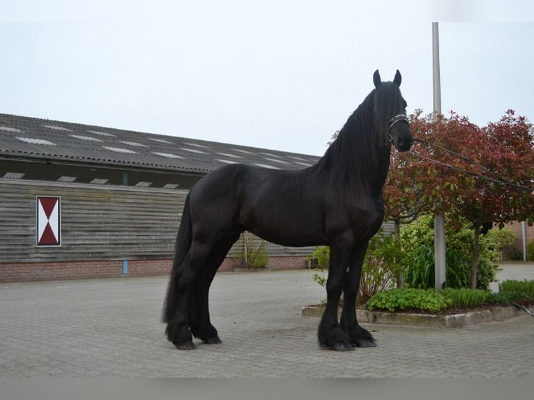 Fries paard Ruin 5 Jaar 166 cm Zwart in Dalen