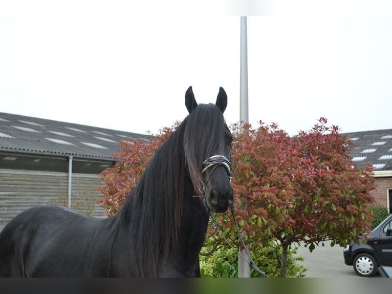 Fries paard Ruin 5 Jaar 166 cm Zwart in Dalen