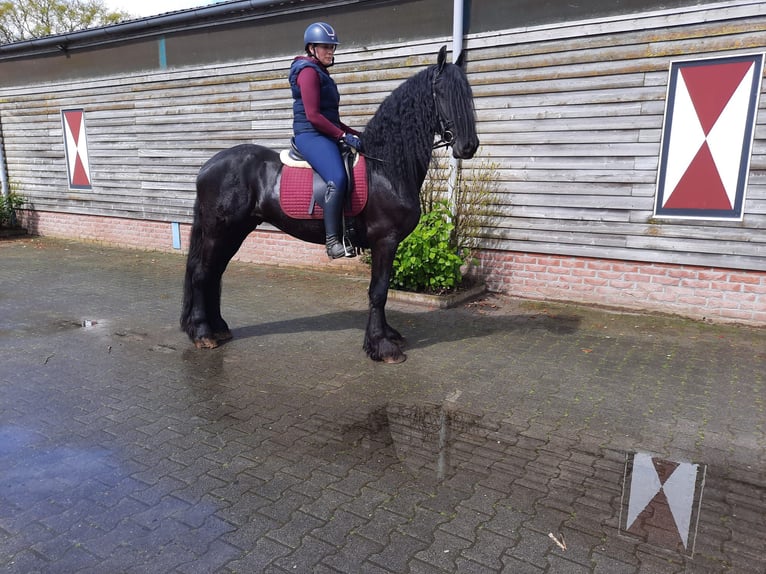 Fries paard Ruin 5 Jaar 166 cm Zwart in Dalen