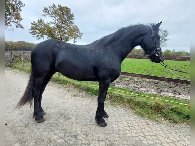 Fries paard Ruin 5 Jaar 167 cm Zwart in Wouwse Plantage