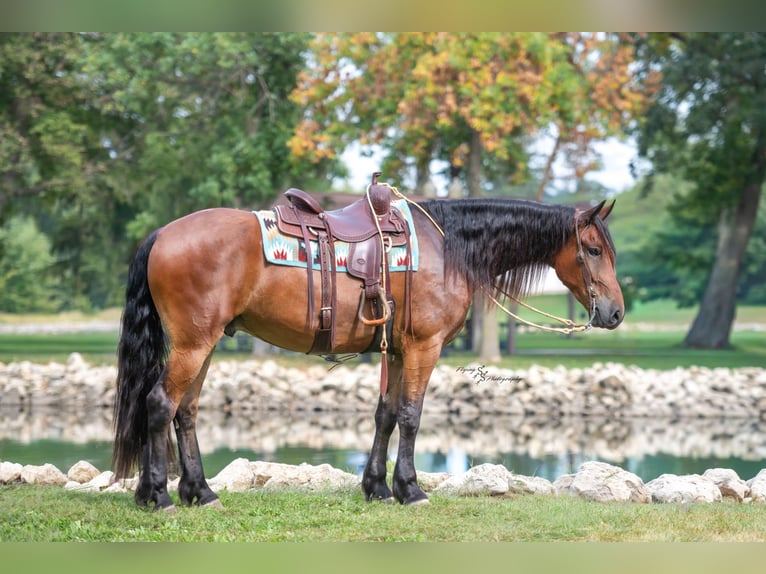 Fries paard Ruin 5 Jaar 168 cm Roodbruin in Fairbank