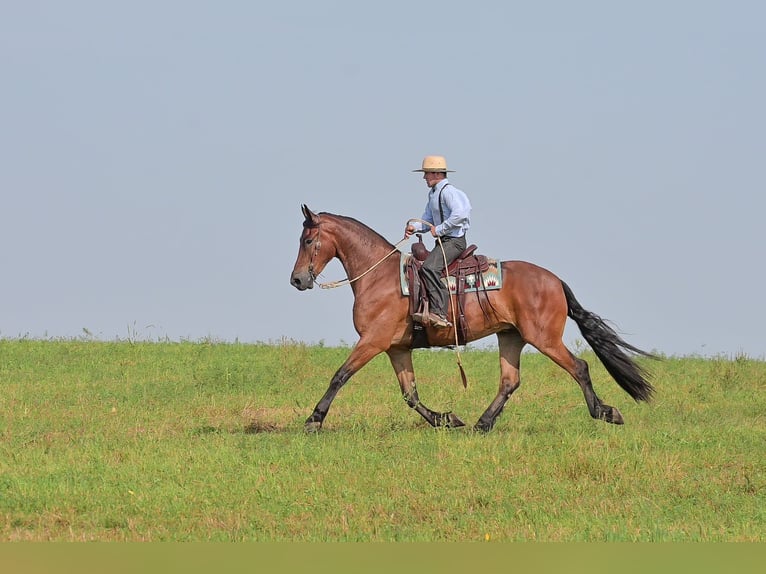 Fries paard Ruin 5 Jaar 168 cm Roodbruin in Fairbank IA