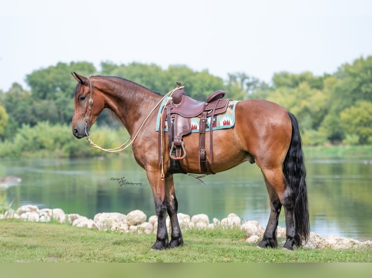 Fries paard Ruin 5 Jaar 168 cm Roodbruin in Fairbank IA