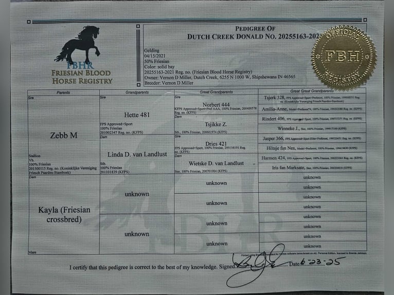 Fries paard Ruin 5 Jaar 168 cm Roodbruin in Fairbank IA
