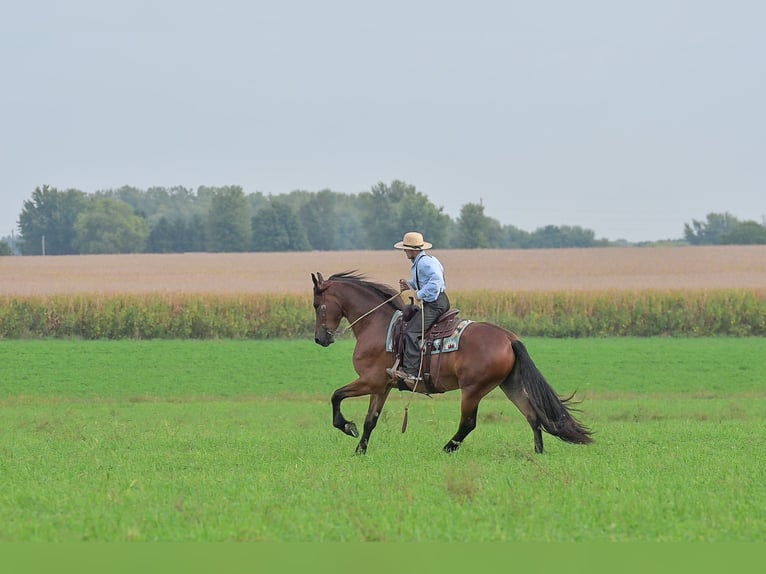 Fries paard Ruin 5 Jaar 168 cm Roodbruin in Fairbank IA