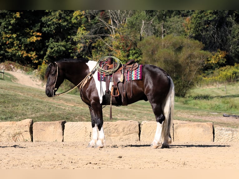 Fries paard Mix Ruin 5 Jaar 168 cm Tobiano-alle-kleuren in Millersburg